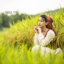 稻谷飘香
