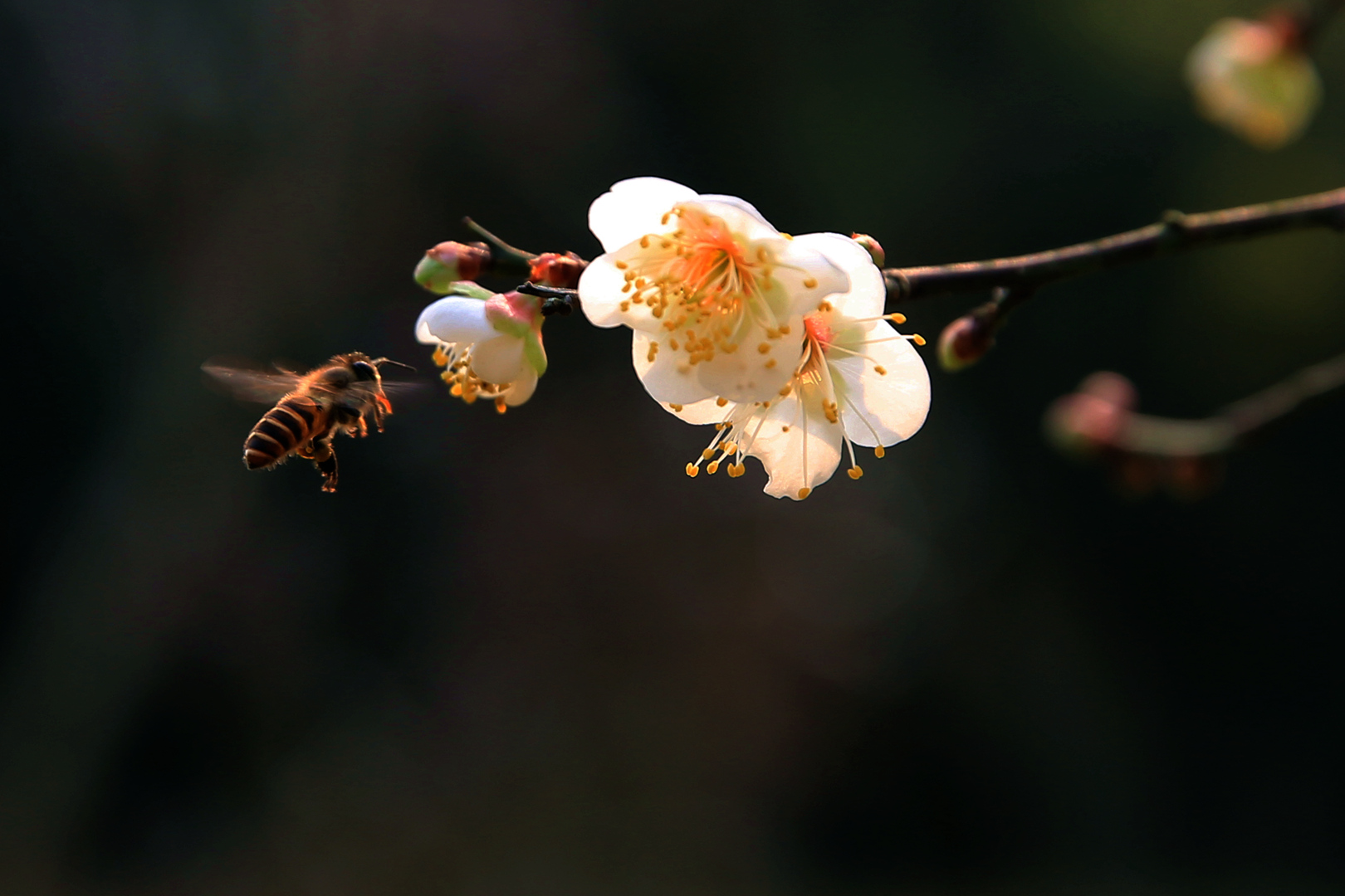 腊梅与 蜜蜂