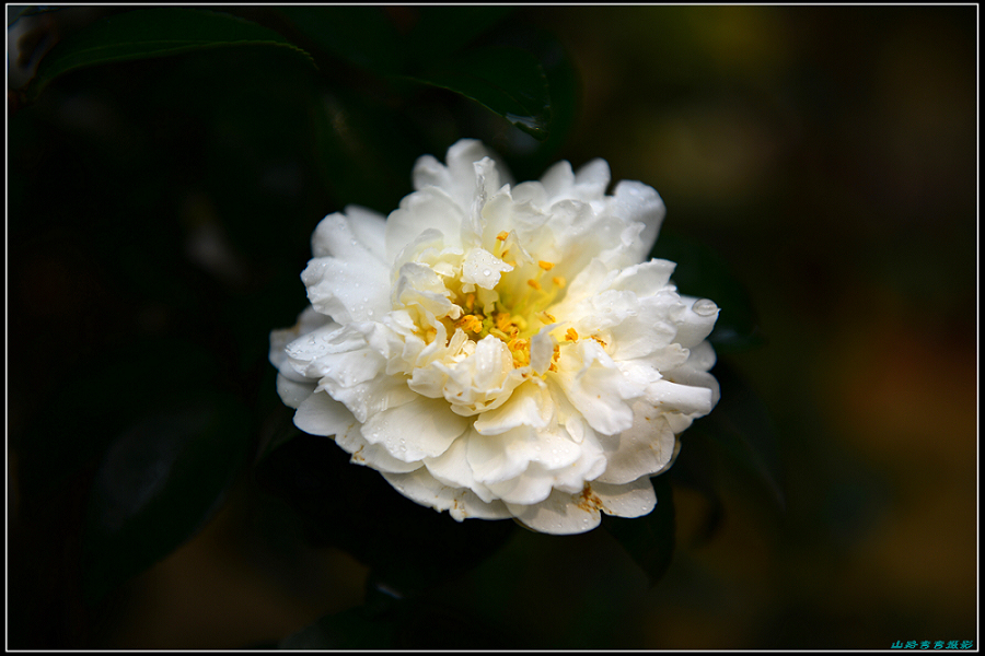 茶花