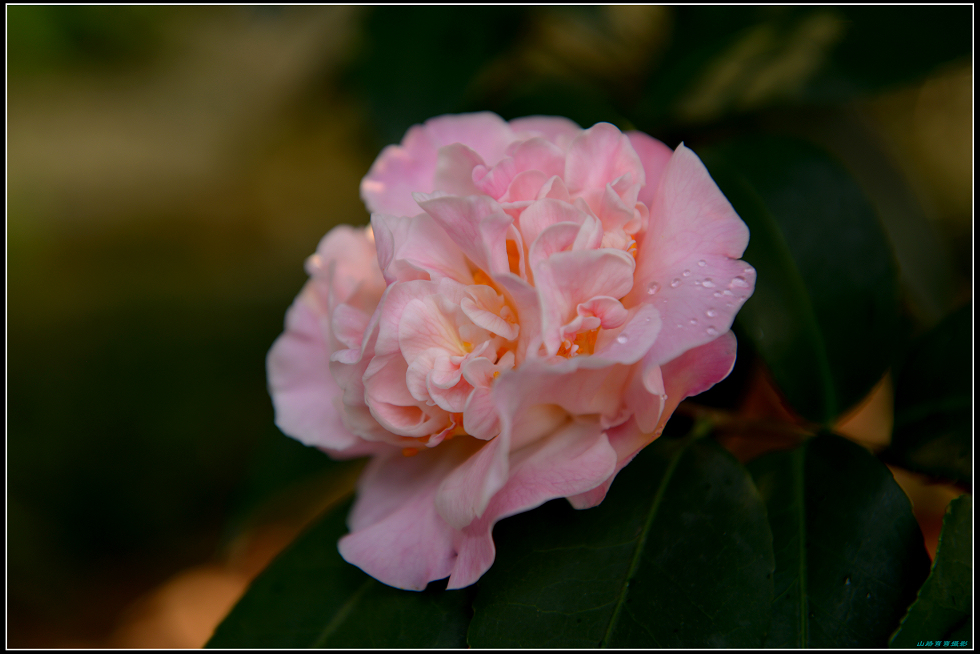 茶花