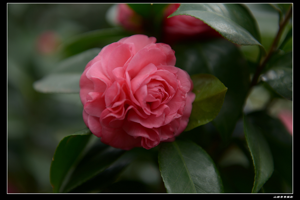 茶花
