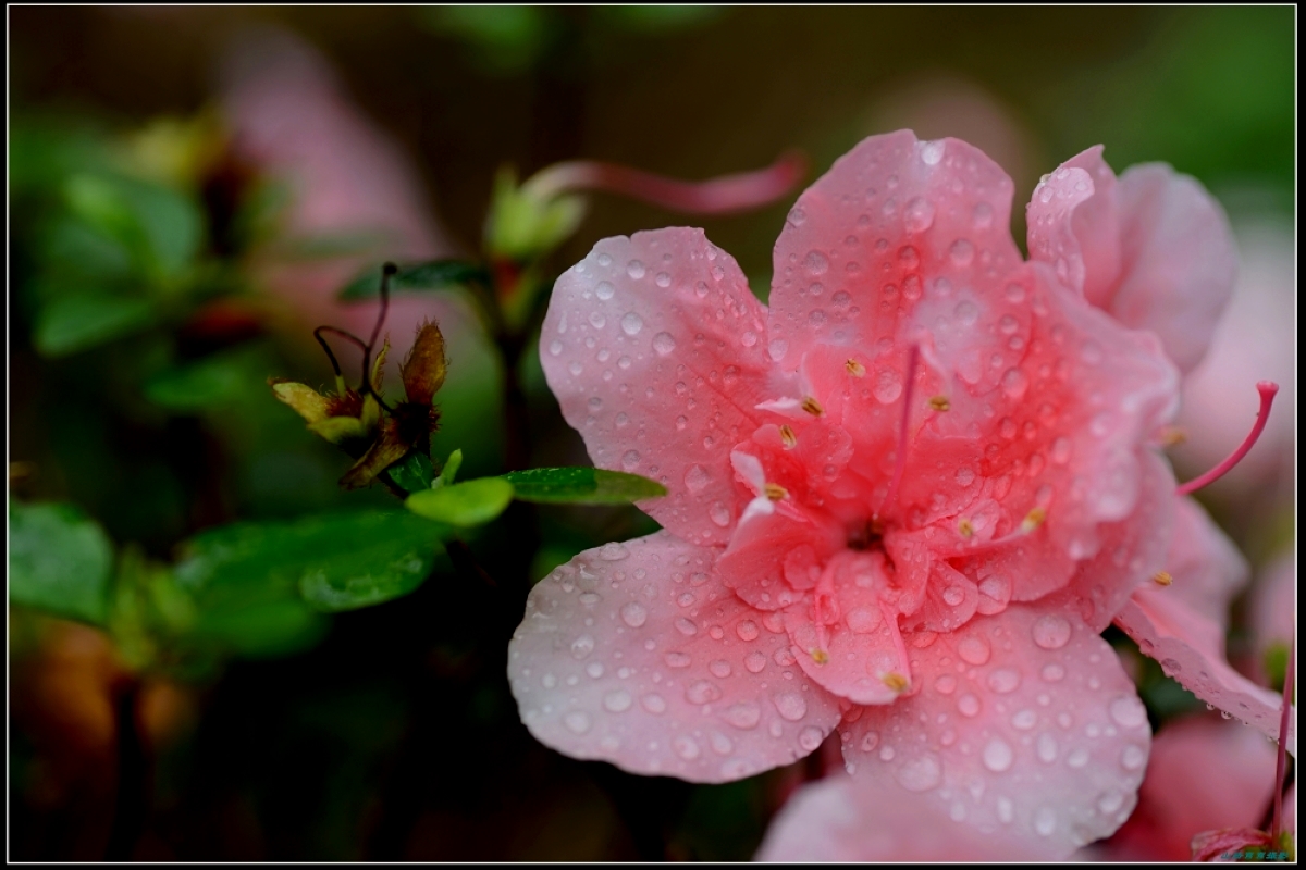 DSC_0707-1.jpg