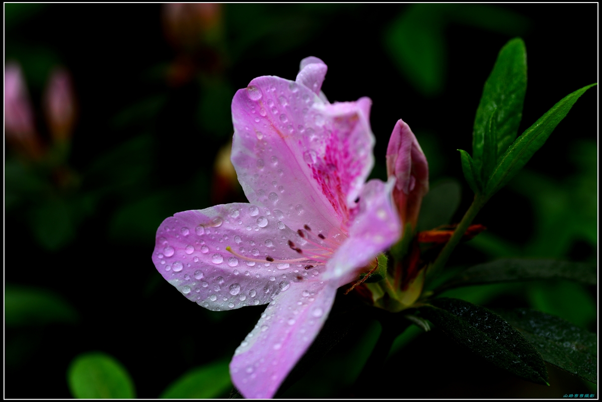 DSC_0758-1.jpg