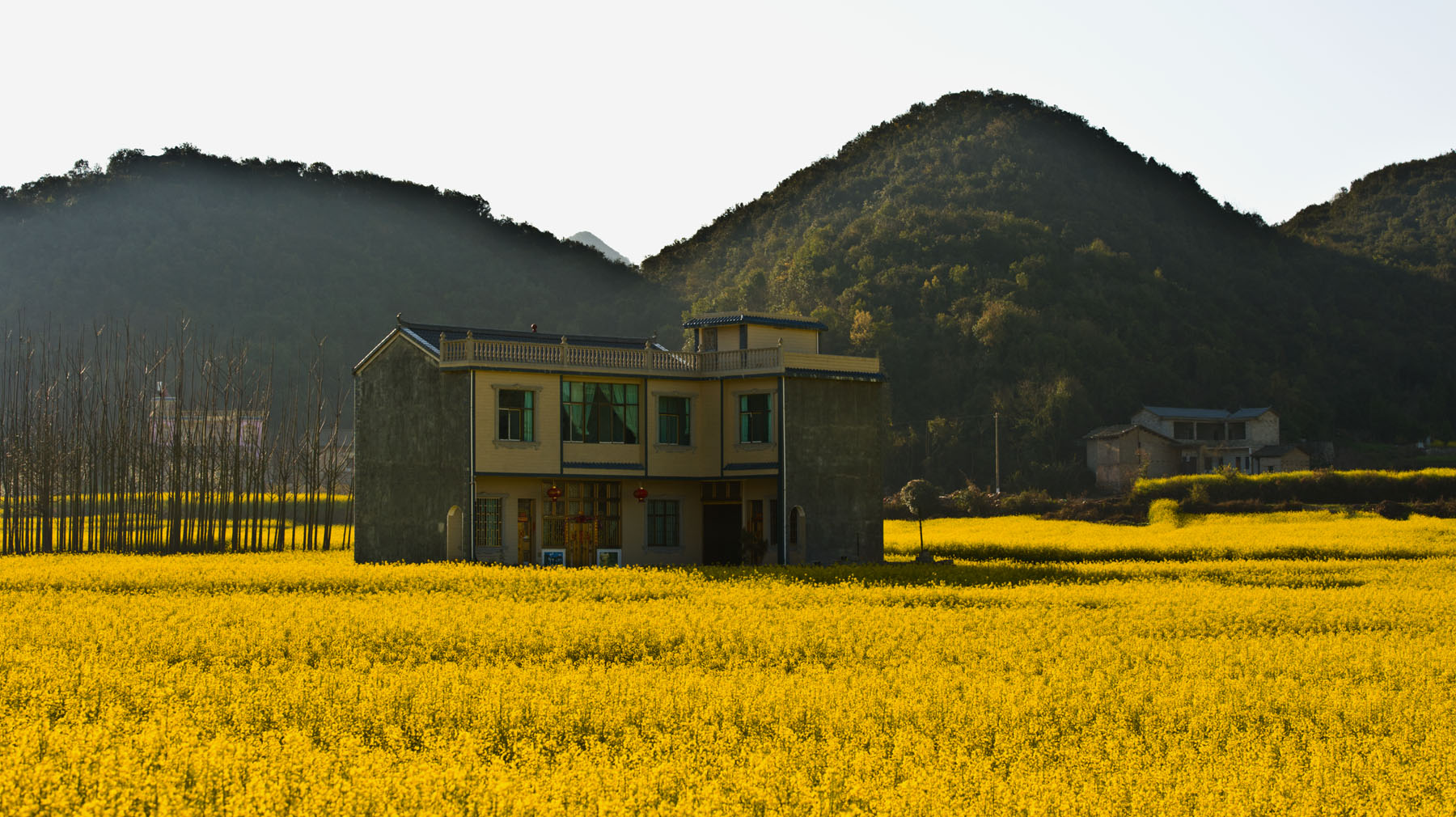 云南罗平：满地黄花满眼春6