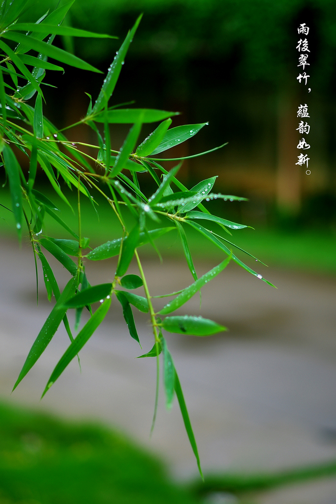 IMGP1785_副本_dh.jpg