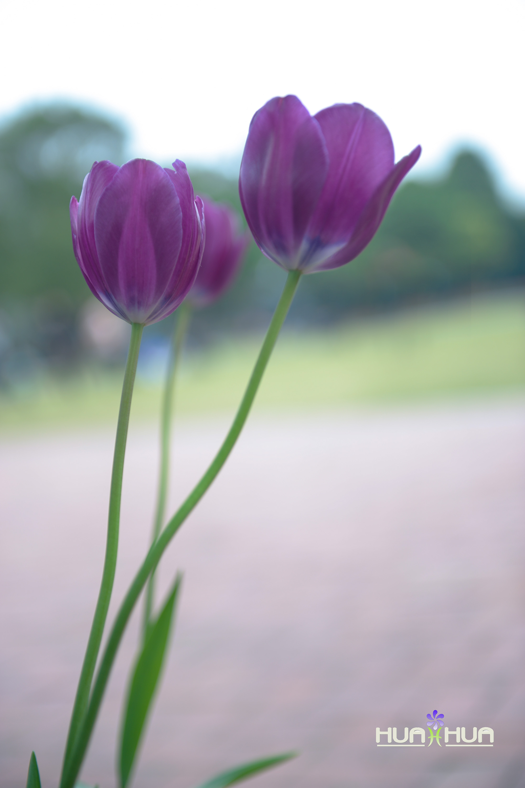 DSC_2463-a.jpg