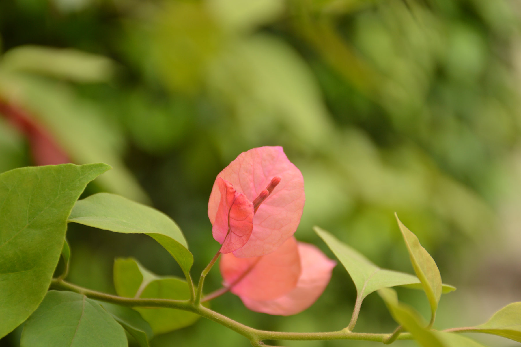 DSC_0086_副本.jpg