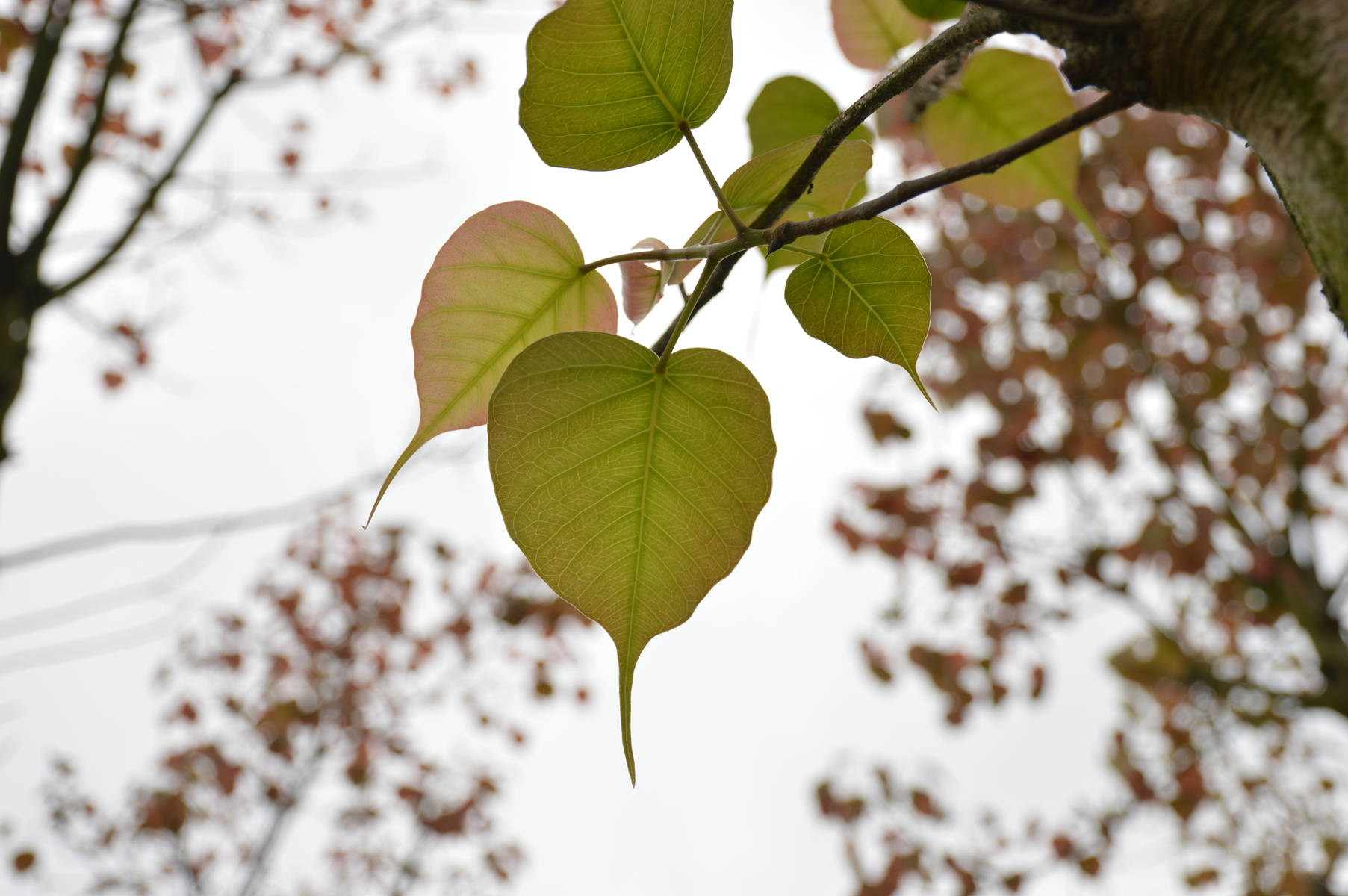 DSC_0032_副本.jpg