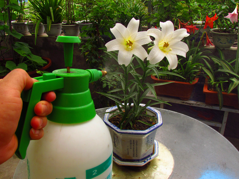 百合花 153_副本.jpg