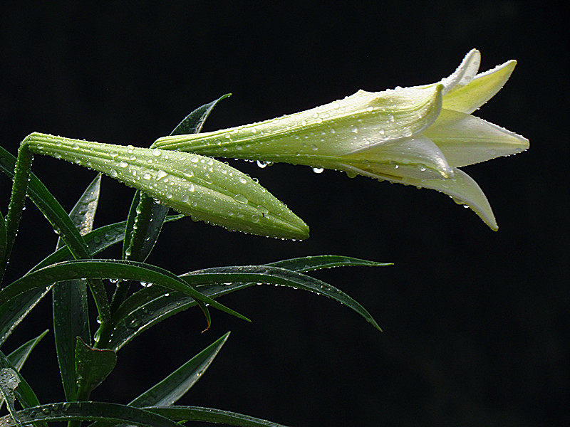 百合花 027_副本.jpg