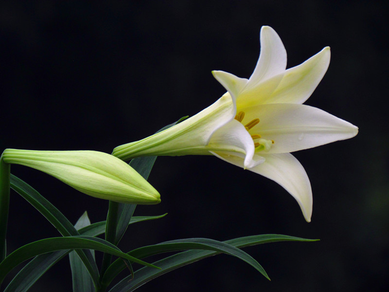 百合花 057_副本.jpg