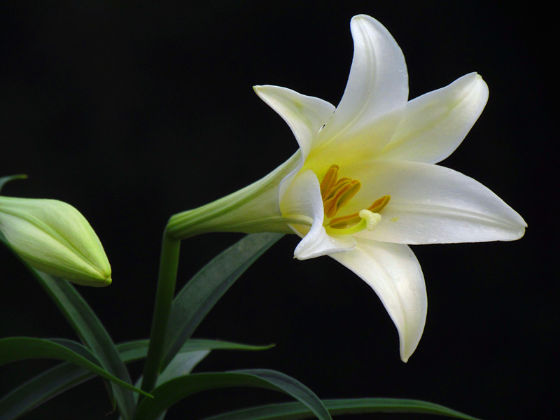 百合花 076_副本.jpg