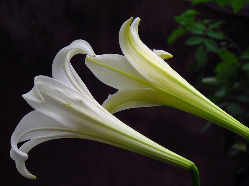 百合花 106_副本.jpg