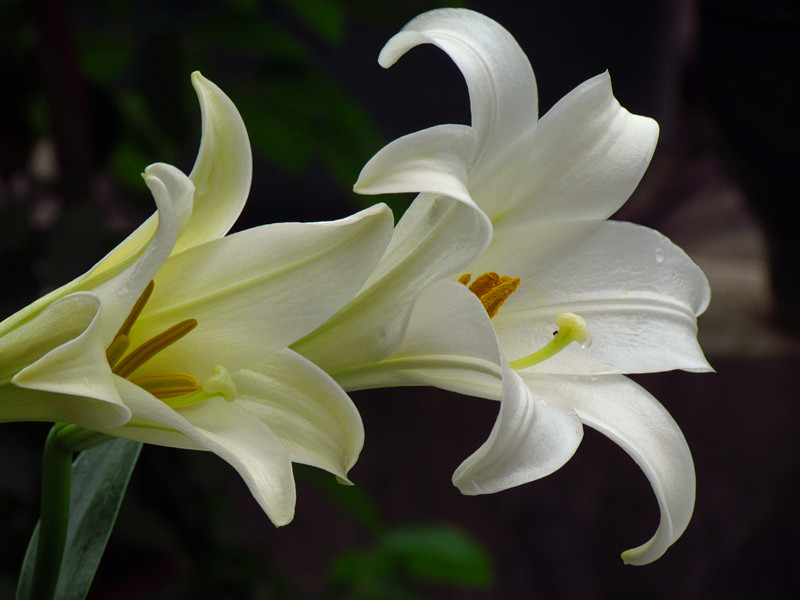 百合花 109_副本.jpg