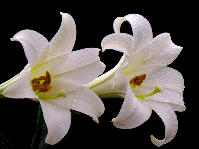 百合花 120_副本.jpg