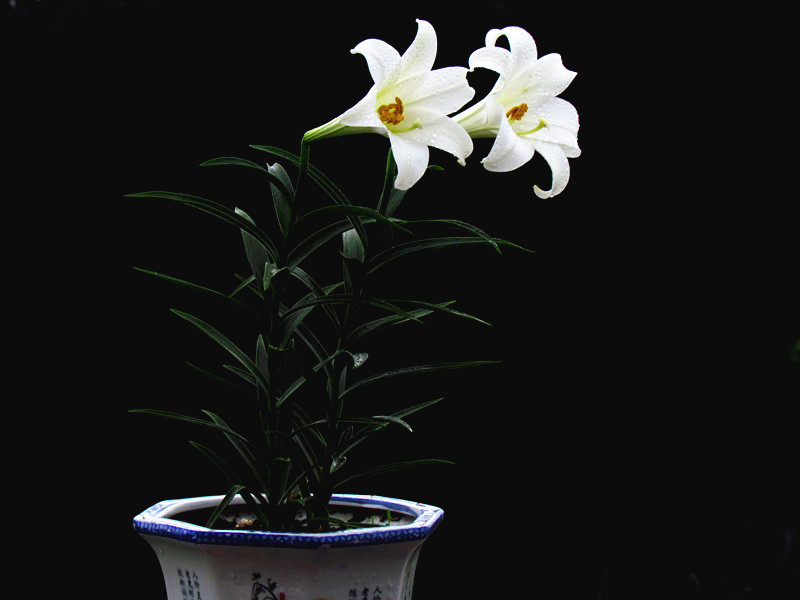 百合花 121_副本.jpg