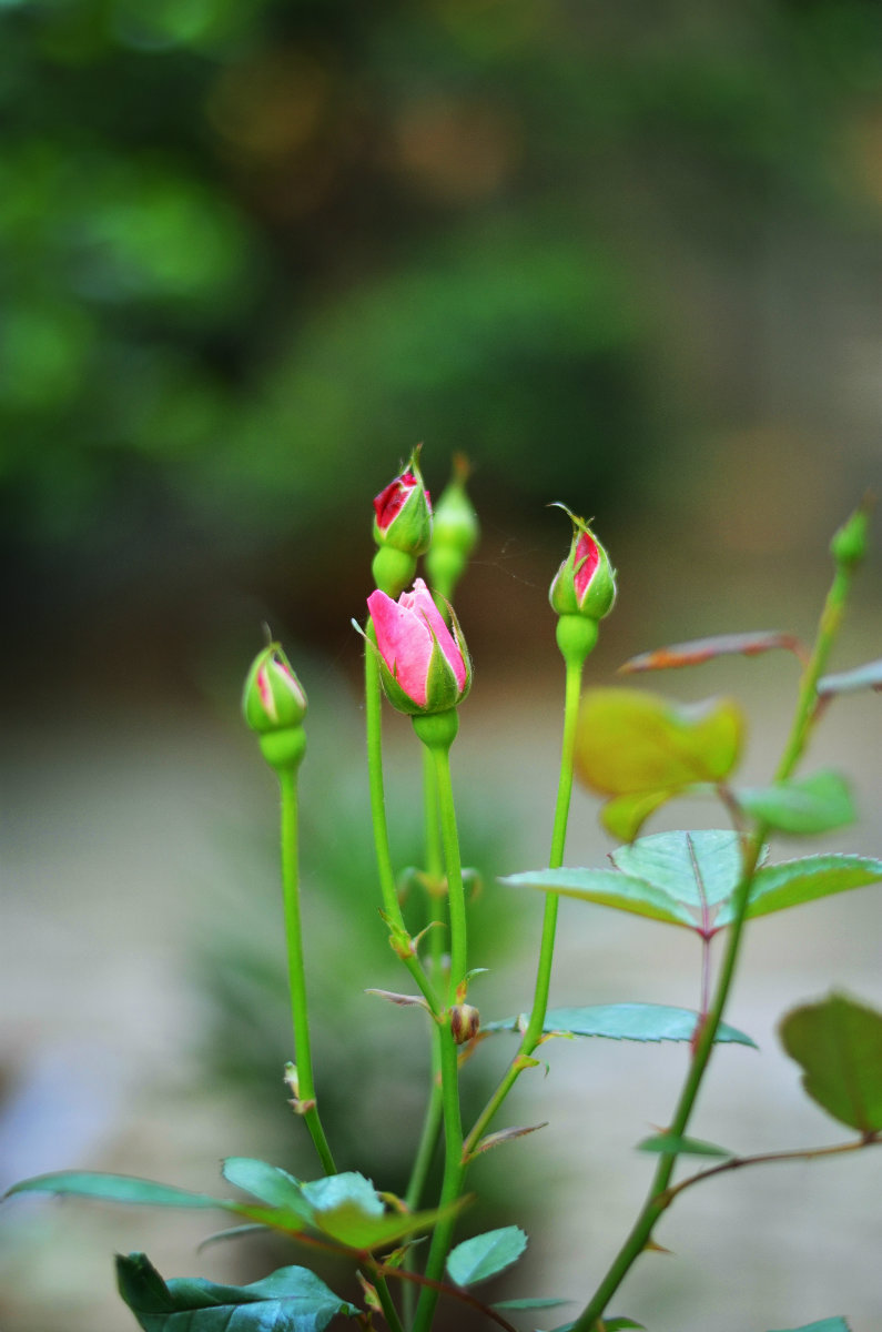 花骨朵儿