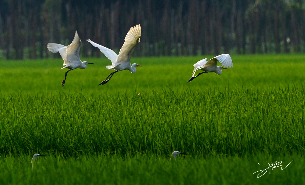 0021148can4gkaagkaghhi.jpg