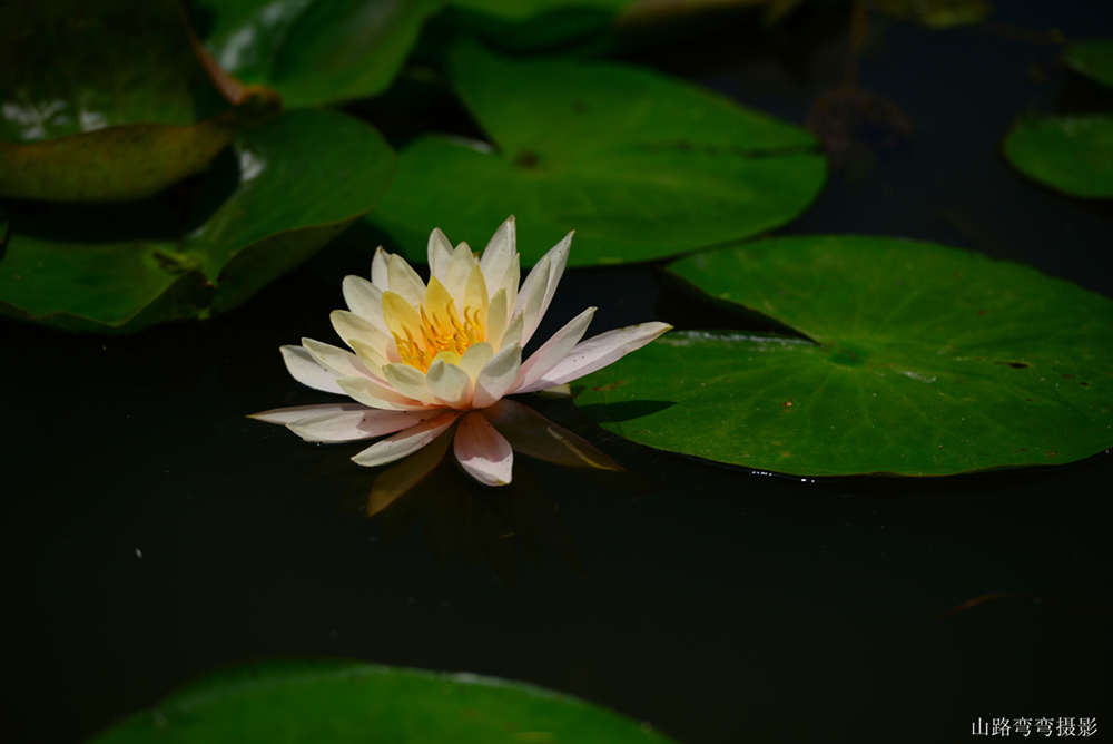 DSC_2081_副本_副本.jpg