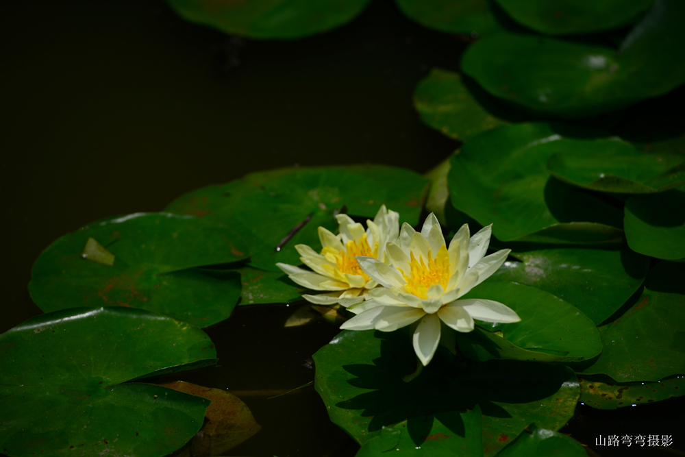 DSC_2095_副本.jpg