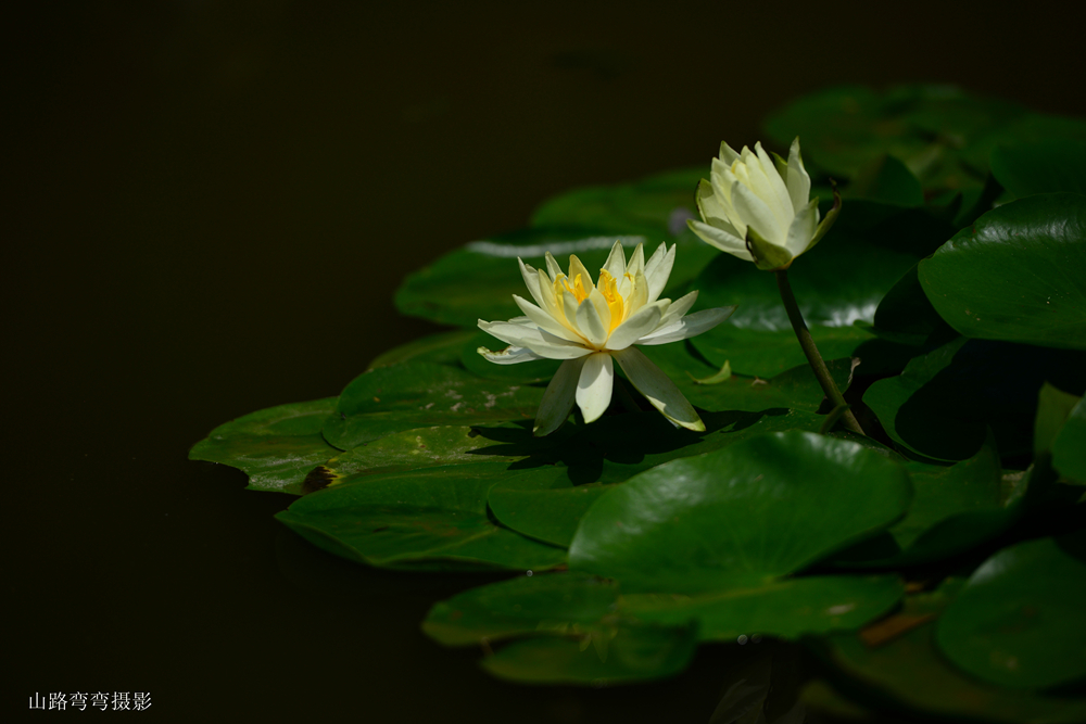DSC_2151_副本_副本.jpg