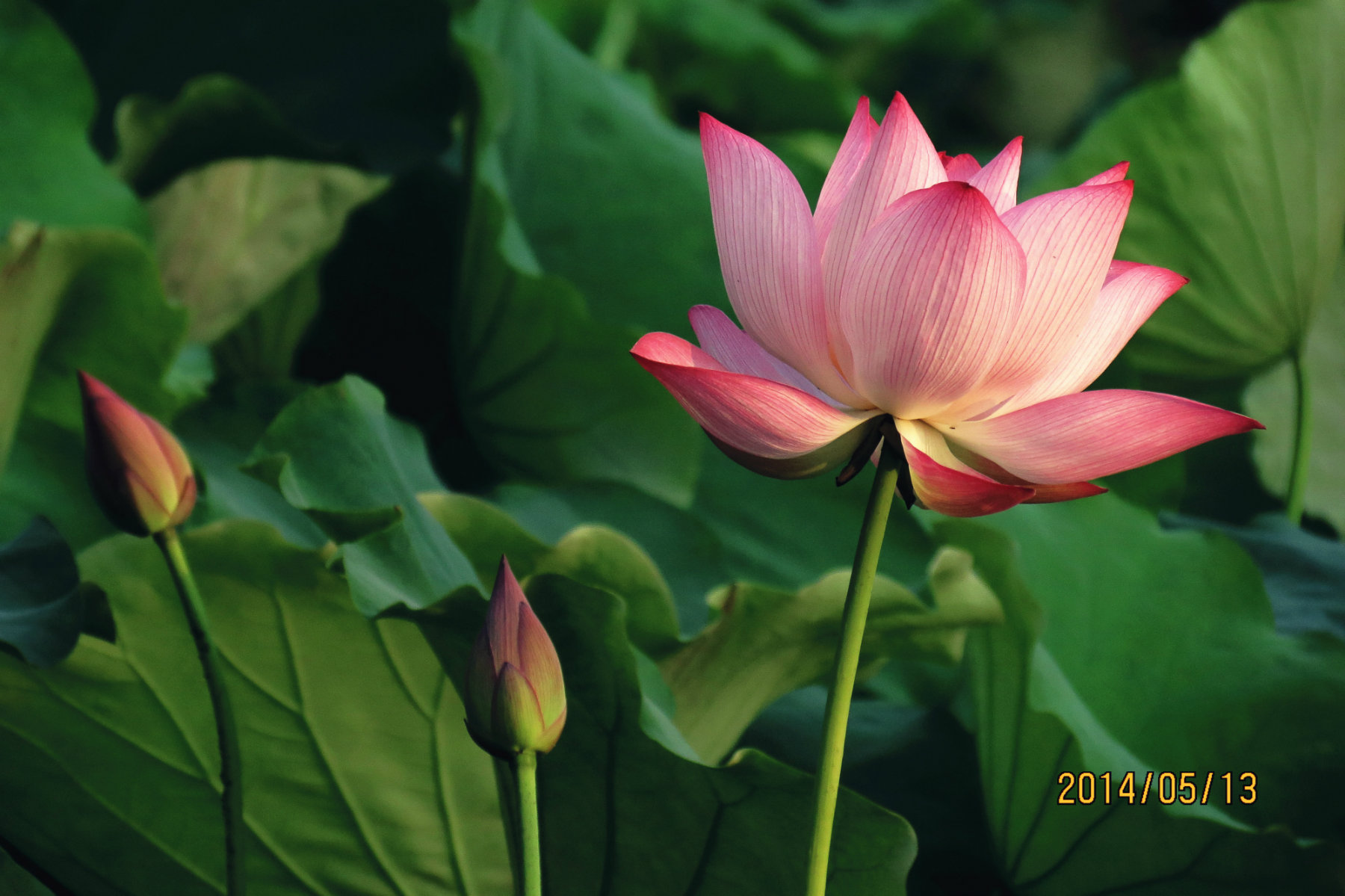 IMG_0016_鍓?湰.jpg