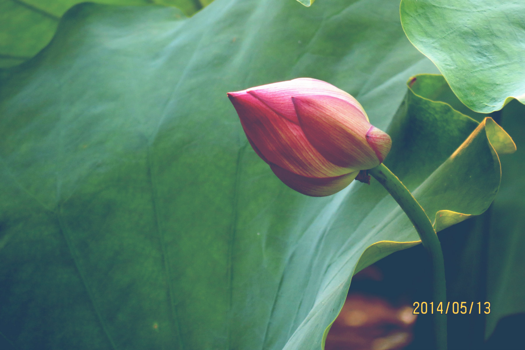 IMG_0095_鍓?湰.jpg
