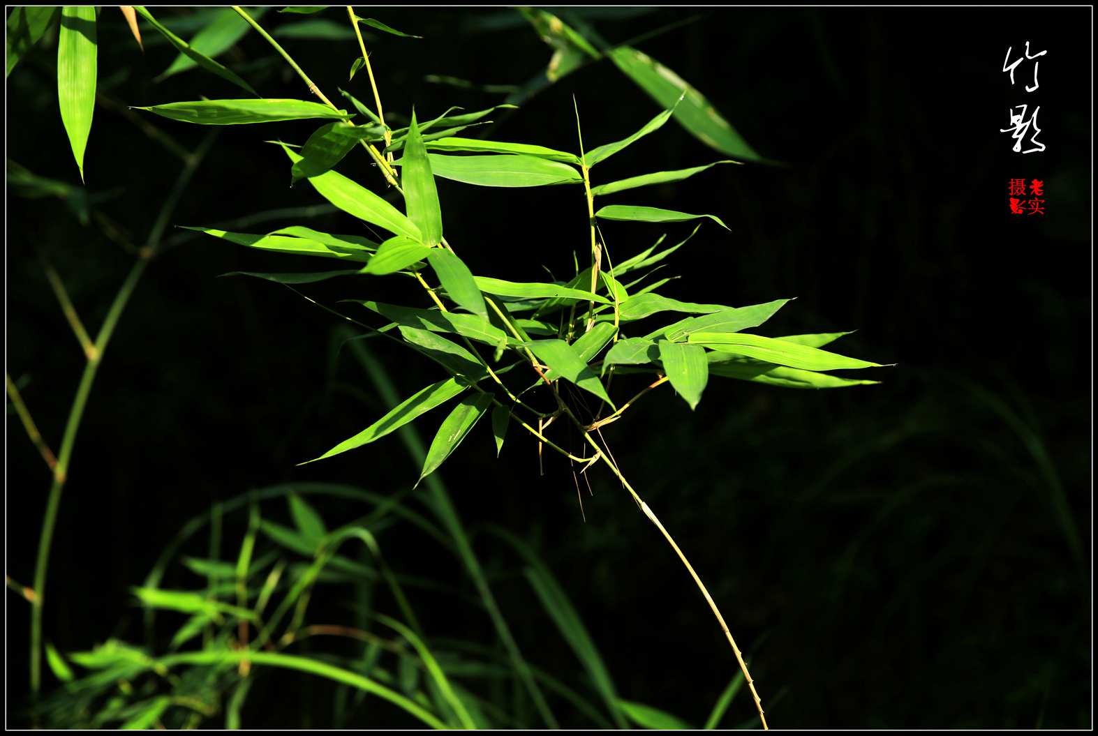 _52A9879_竹子_副本.jpg