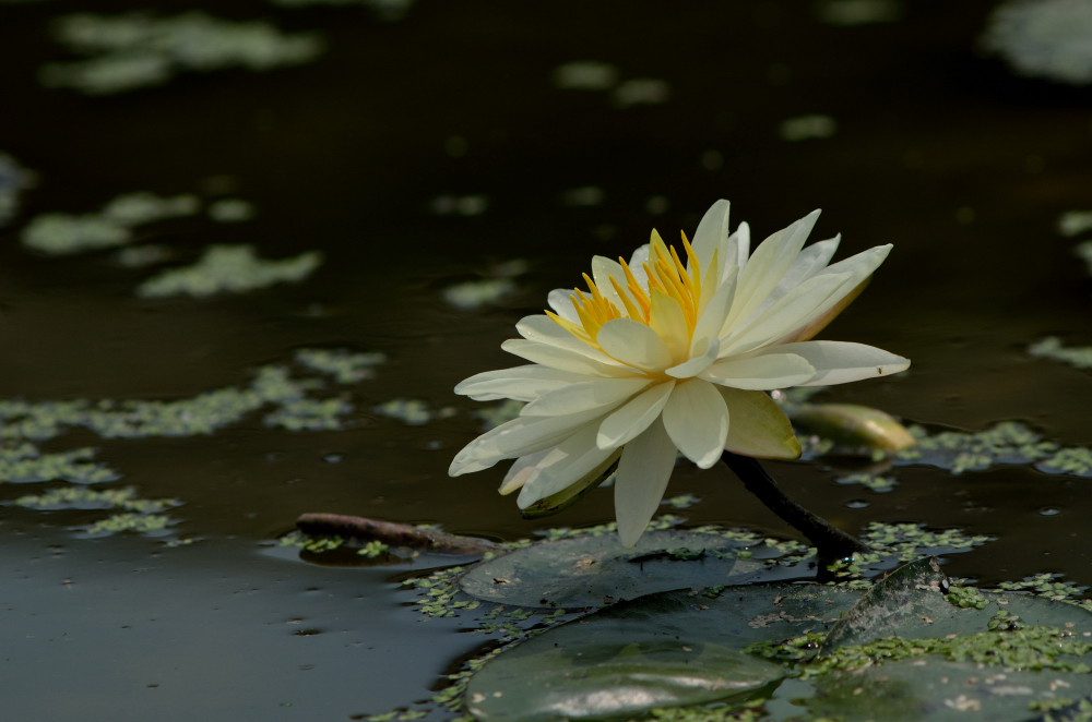 DSC_4040.JPG