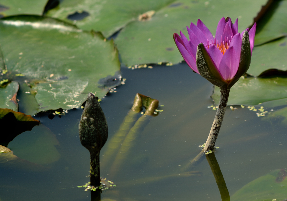 DSC_4050.JPG