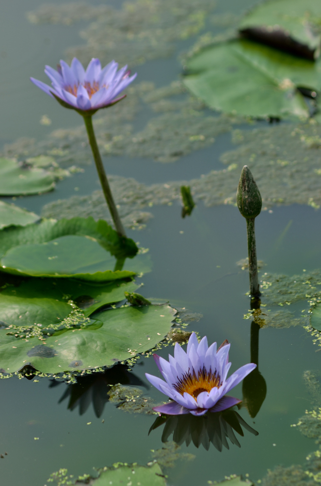 DSC_4092.JPG