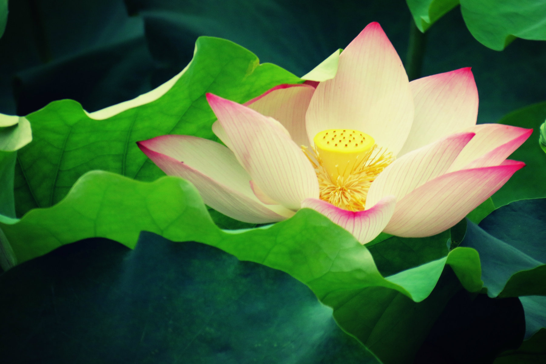 IMG_0083_鍓?湰.jpg