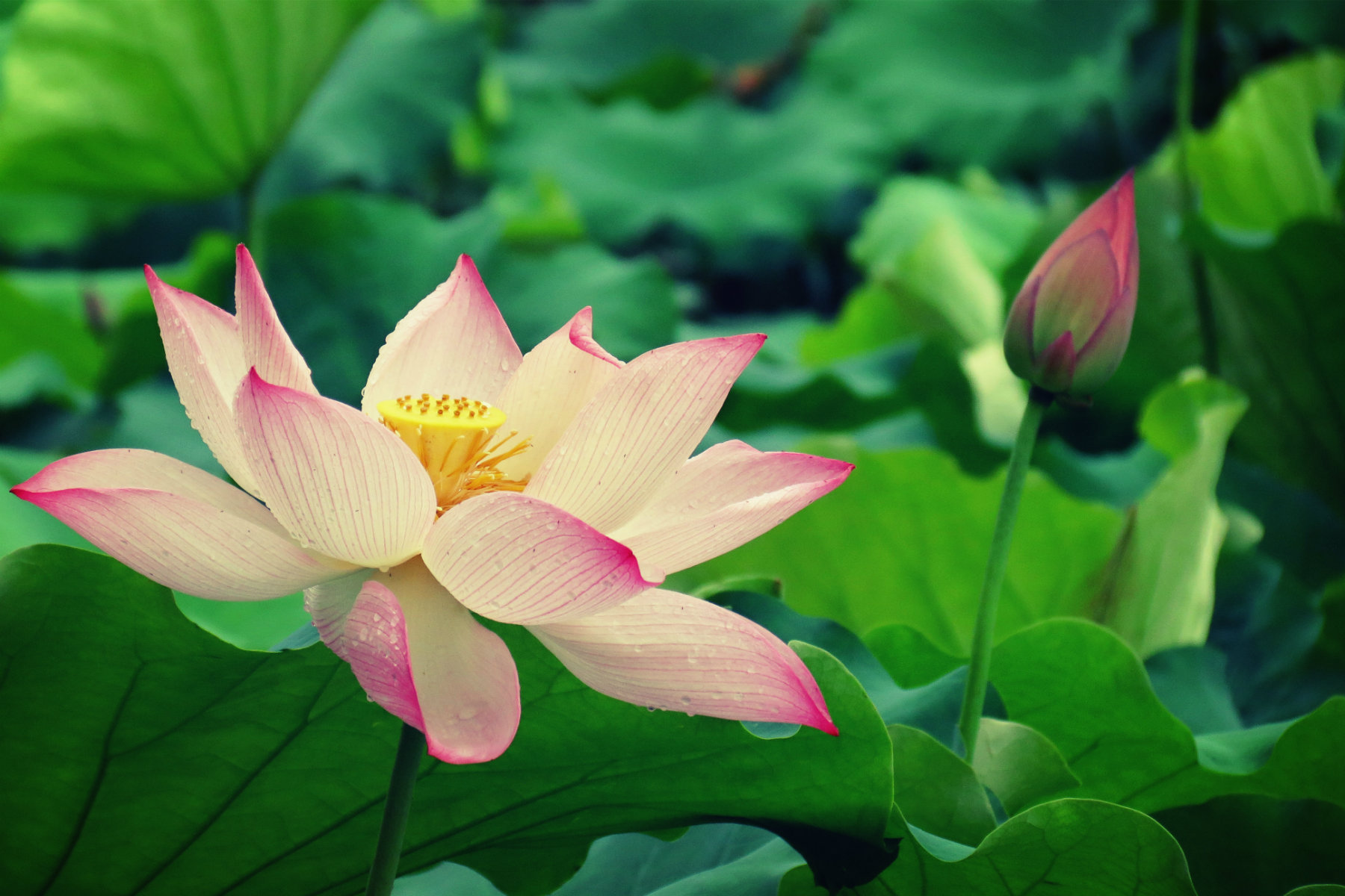 IMG_0040_鍓?湰.jpg