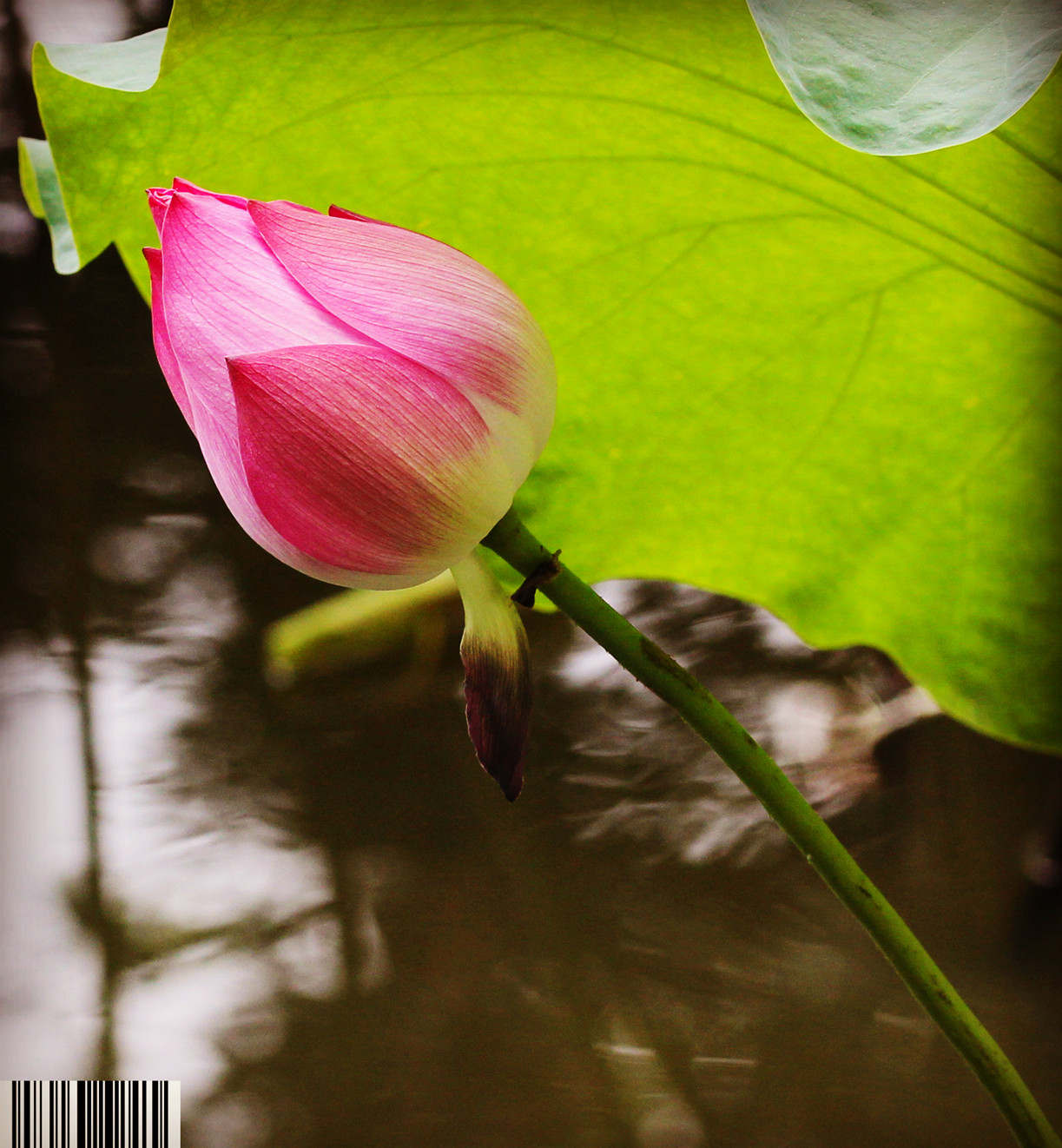 IMG_6874_副本_副本.jpg