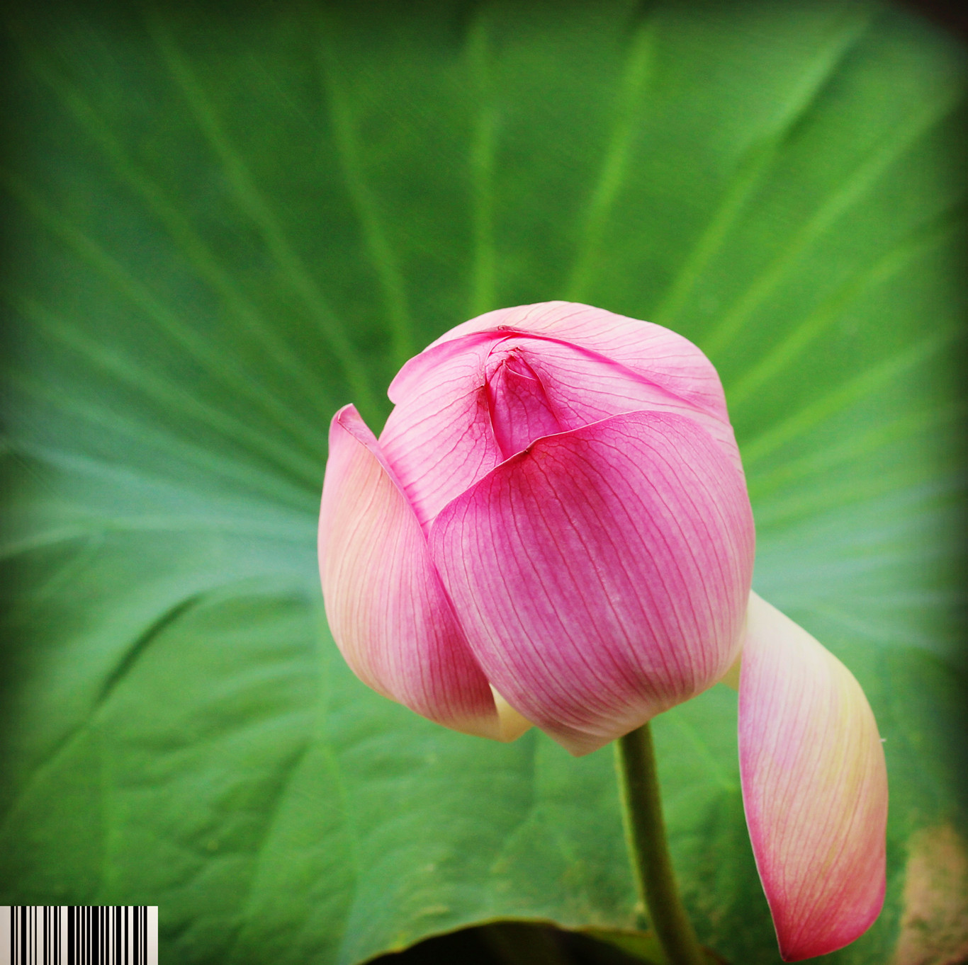 IMG_6895_副本_副本.jpg
