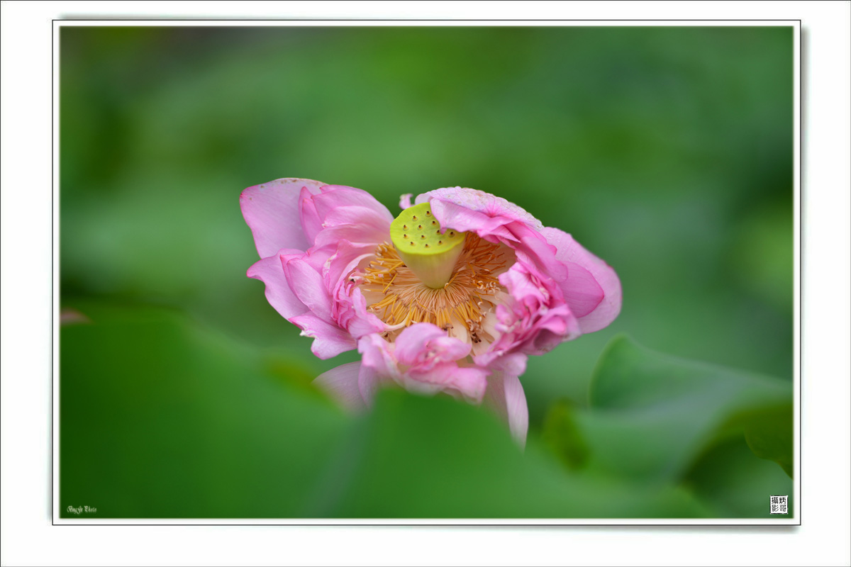 DSC_4670_副本.JPG
