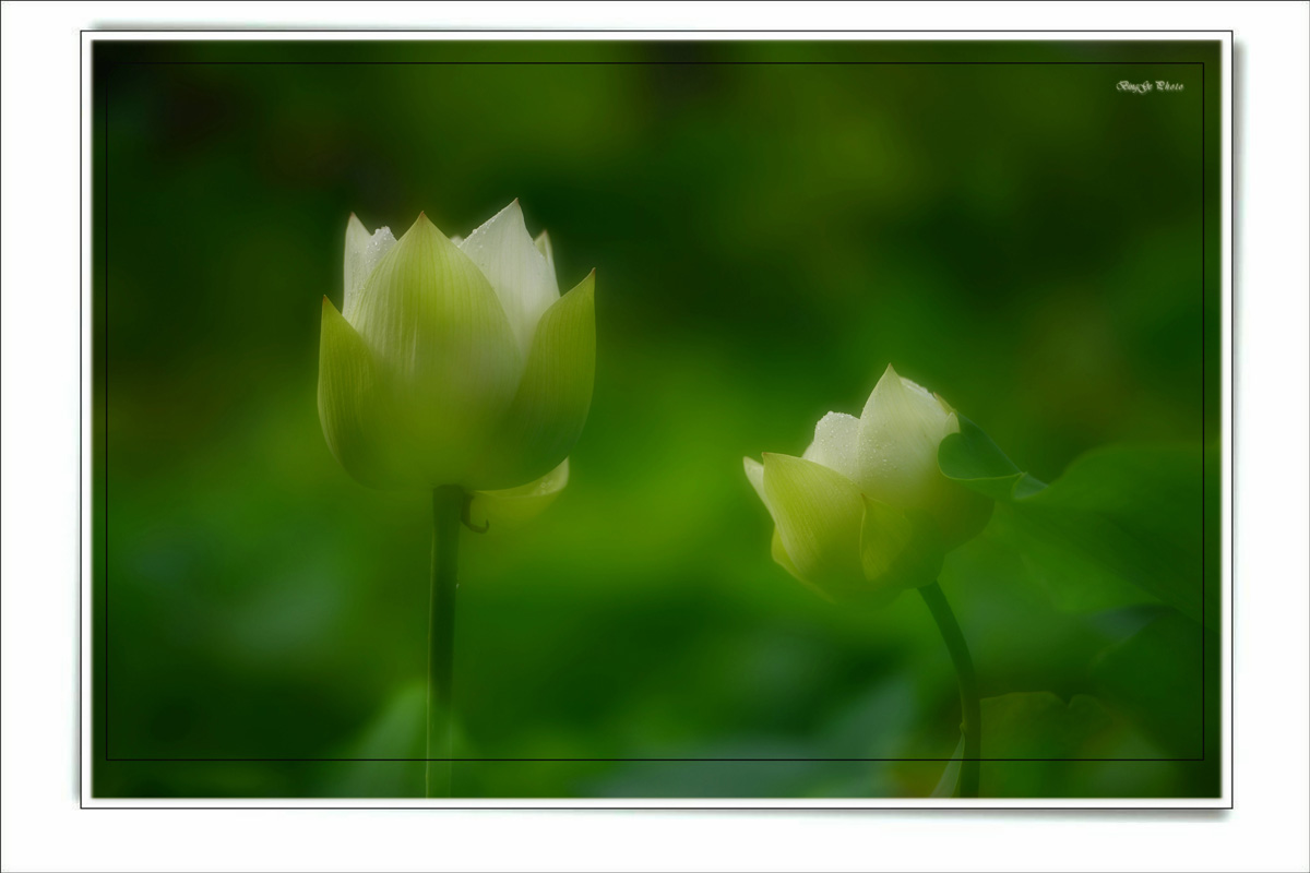 DSC_4681_副本_副本.JPG
