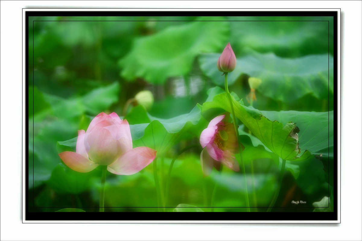 DSC_4839_副本.JPG