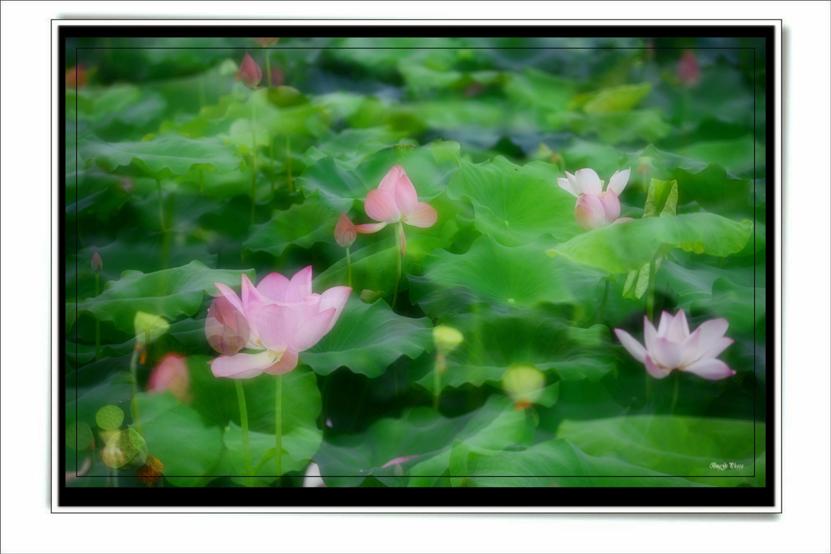 DSC_4853_副本_副本.JPG