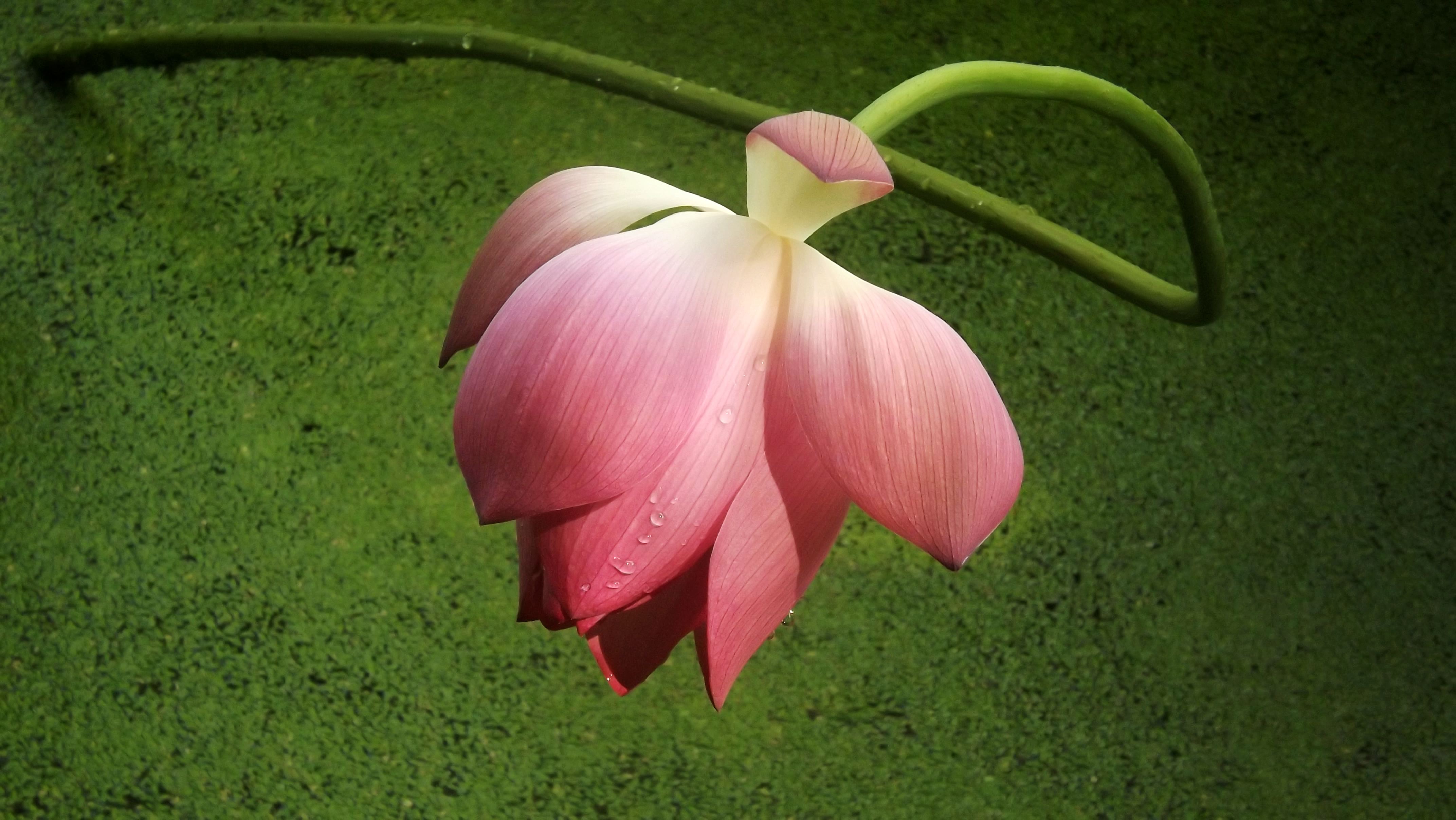 DSCF2960.jpg