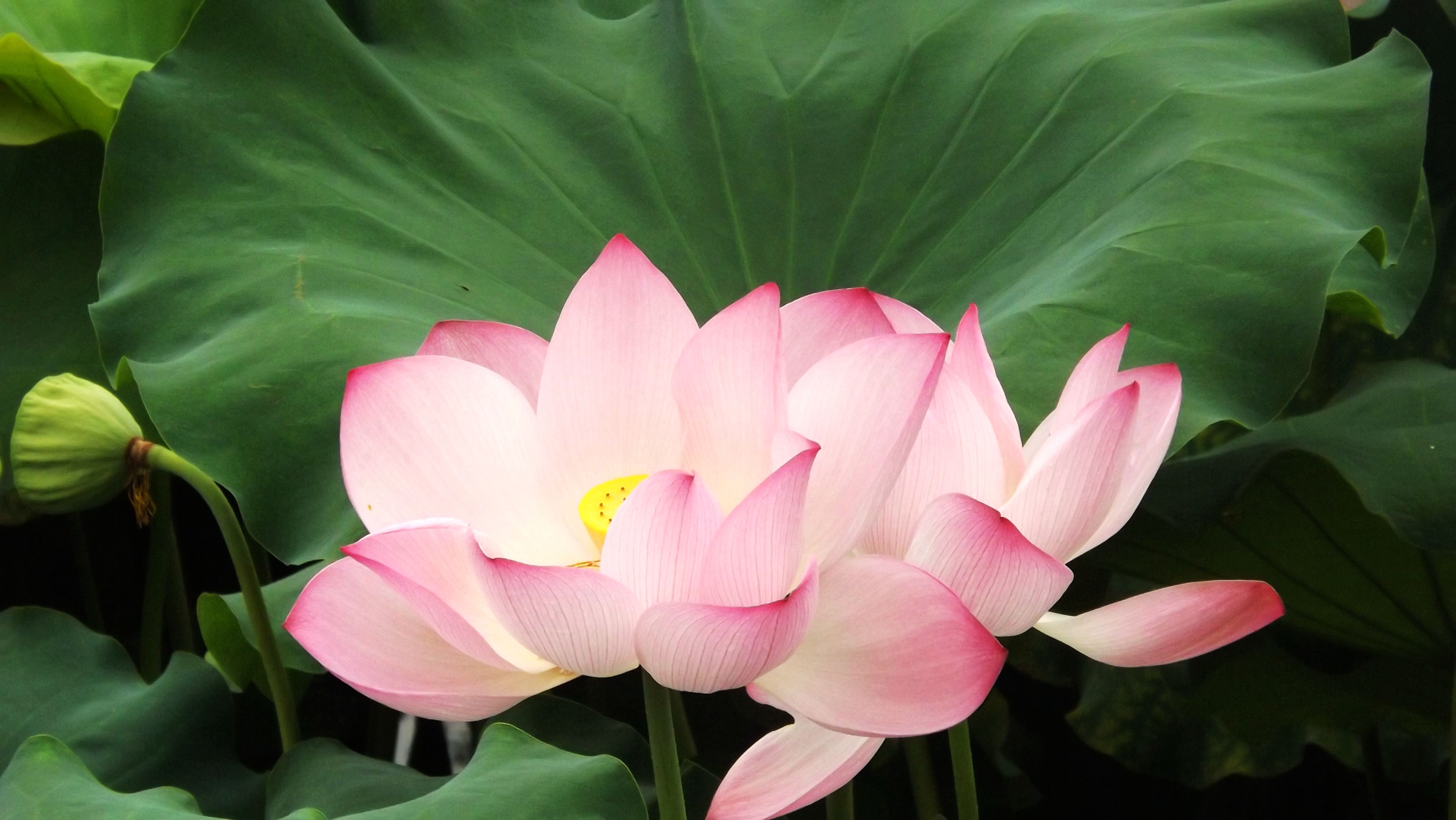 DSCF3136.jpg