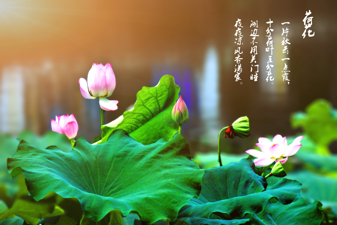 荷.jpg