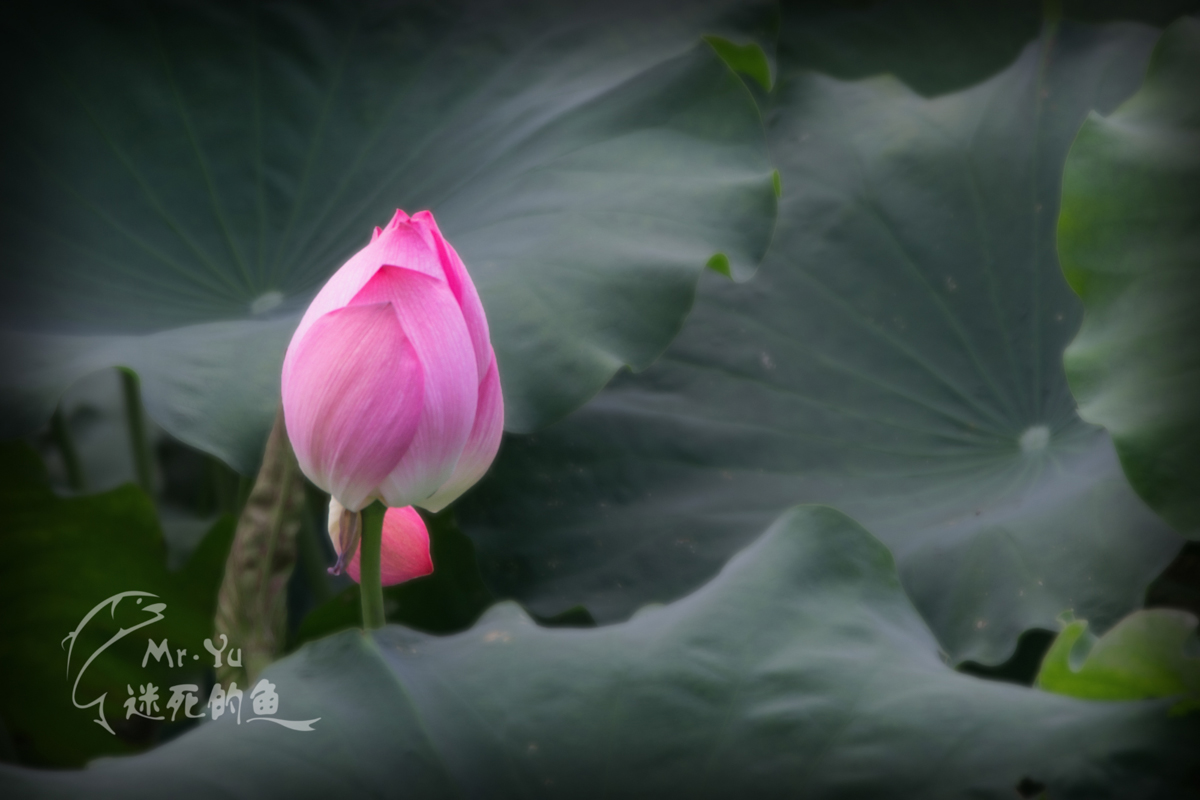 DSC_0020.jpg