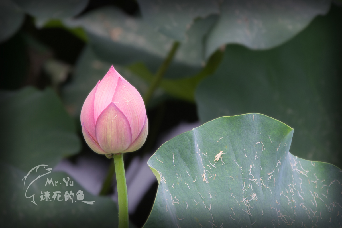 DSC_0029.jpg