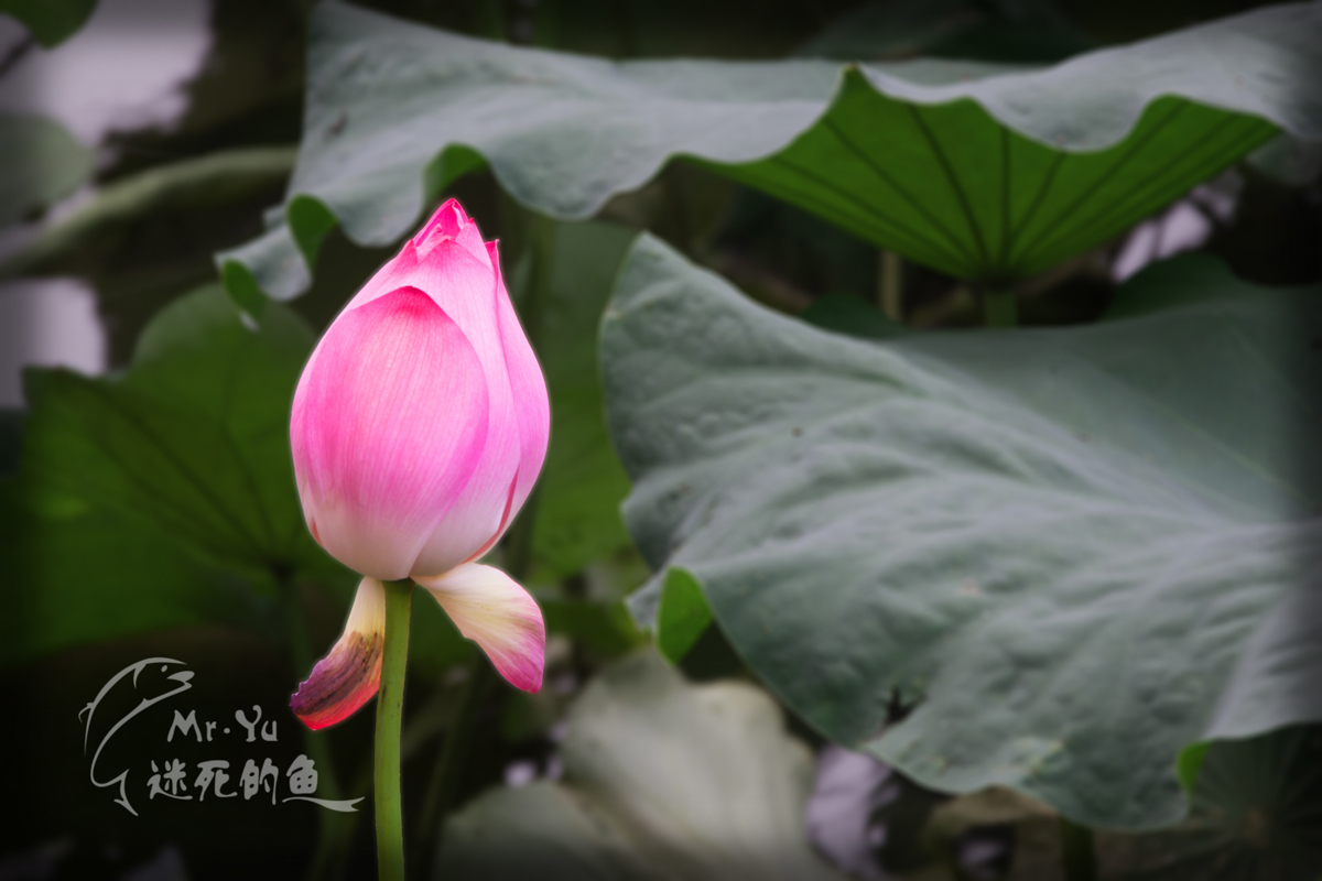 DSC_0054.jpg
