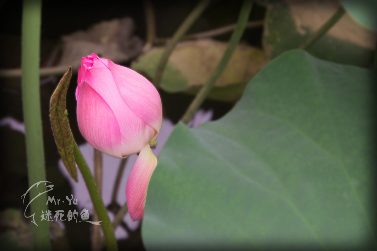 DSC_0057.jpg