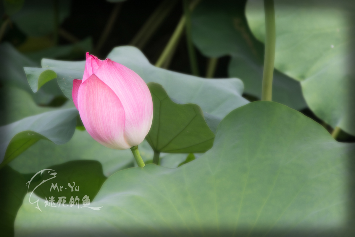DSC_0062.jpg