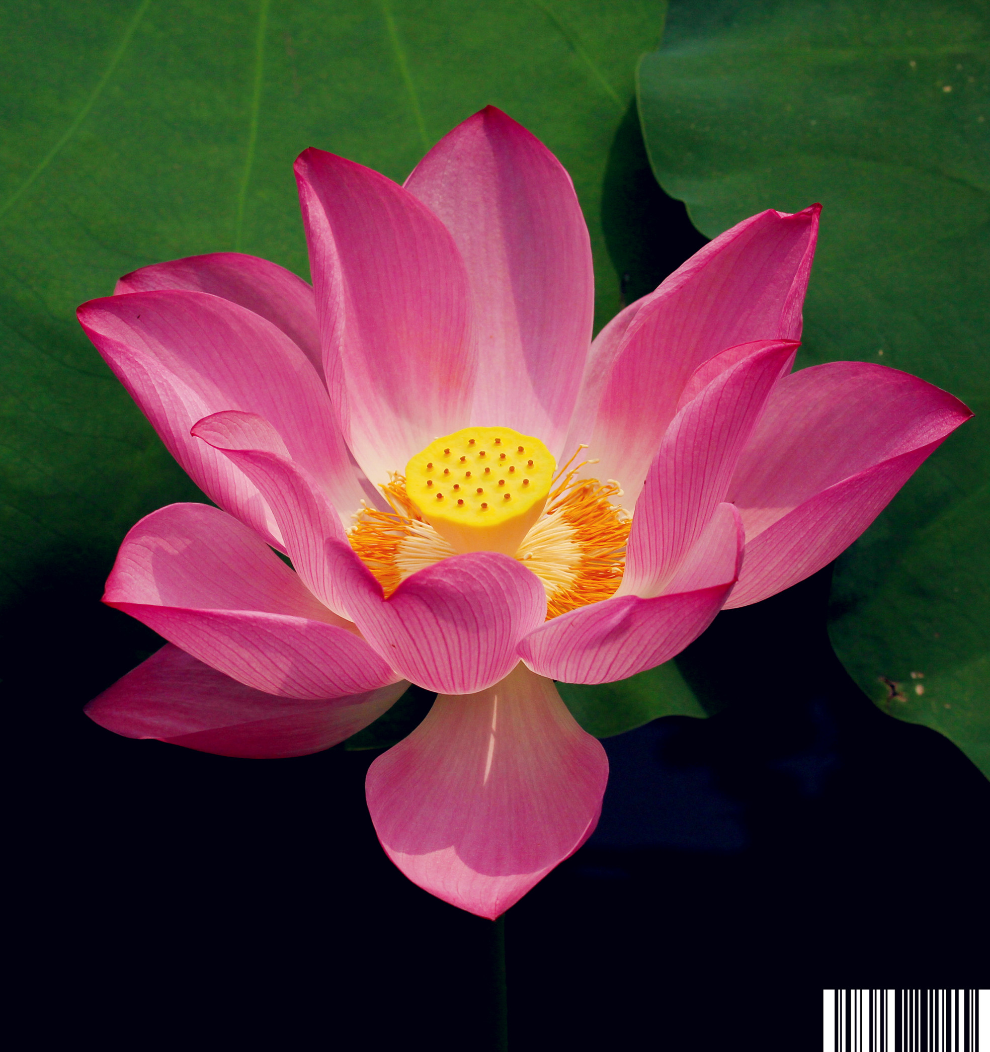 IMG_6928_副本_副本.jpg