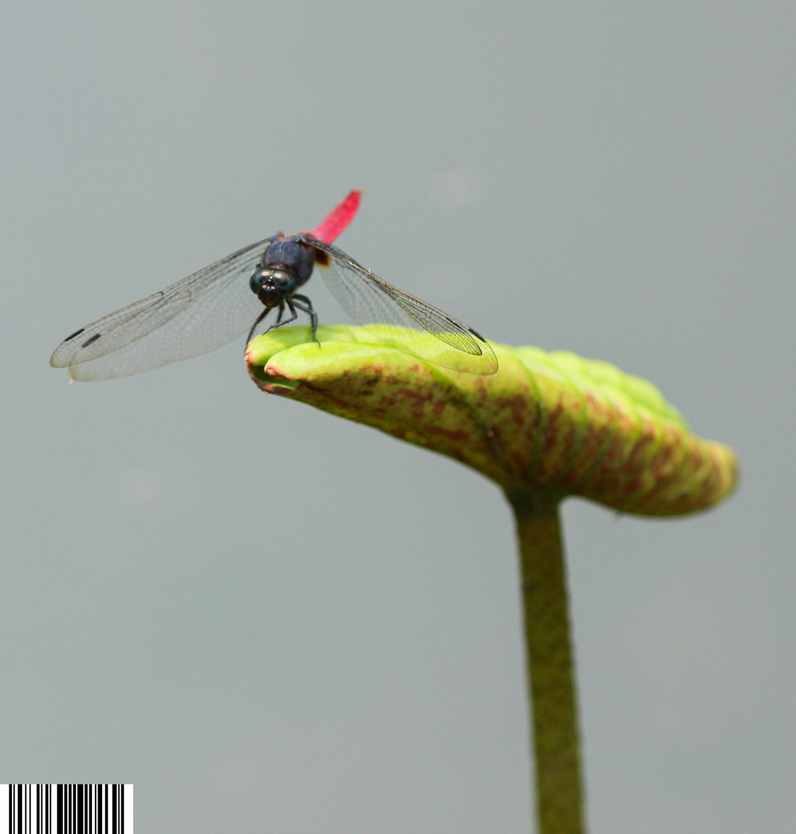 IMG_6942_副本_副本.jpg