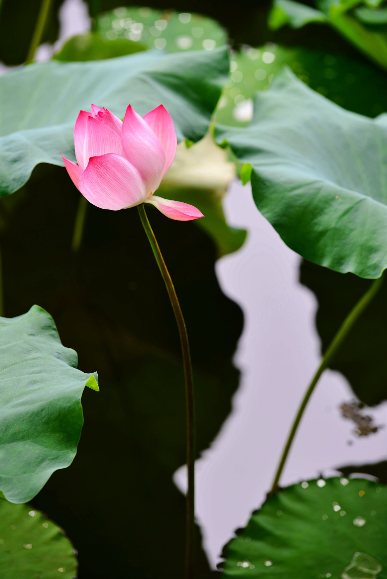DSC_7251_副本.jpg